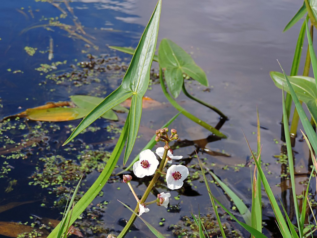 Pijlkruid [10516] 06-jul-2014 (Regge, Schuilenburg).JPG - Pijlkruid [Sagittaria sagittifolia]